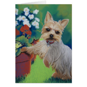Sweentess Yorkie
