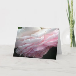 Sweep Pink Rose Blume Gruß oder Mitteilungskarten