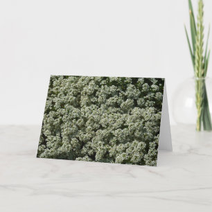 Sweet Alyssum Blume Weiße Blüte Karte