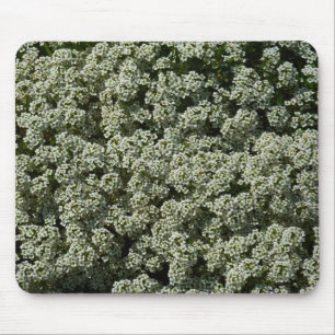 Sweet Alyssum Blume Weiße Blüte Mousepad