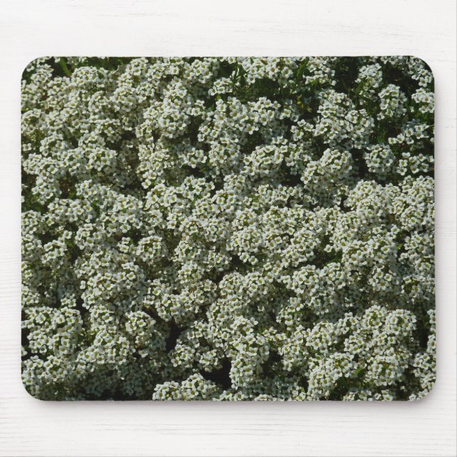 Sweet Alyssum Blume Weiße Blüte Mousepad (Vorne)