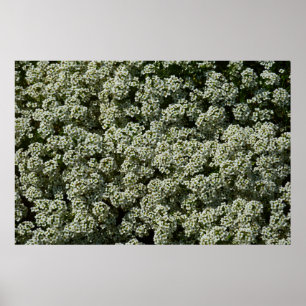 Sweet Alyssum Blume Weiße Blüte Poster