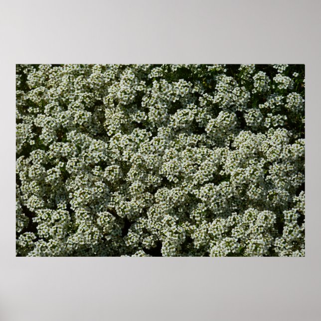 Sweet Alyssum Blume Weiße Blüte Poster (Vorne)