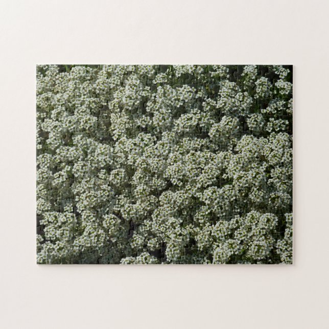 Sweet Alyssum Blume Weiße Blüte Puzzle (Horizontal)