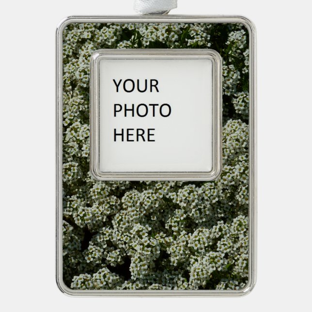 Sweet Alyssum Blume Weiße Blüte Rahmen-Ornament Silber (Vorderseite)