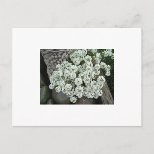 Sweet Alyssum Postkarte