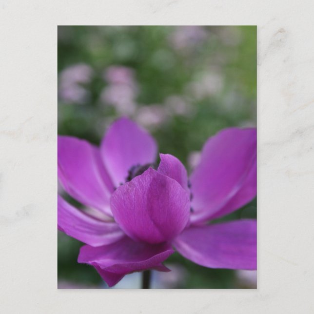 Sweet Anemone Postkarte (Vorderseite)