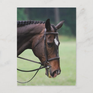 Sweet Arabian Horse Postcard Postkarte