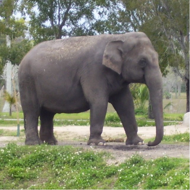 Sweet Asian Elephant Freistehende Fotoskulptur (Vorne)