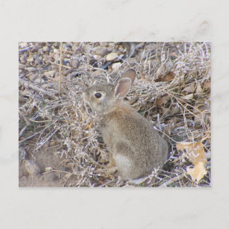 Sweet Baby Bunny Postkarte