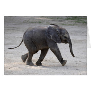Sweet Baby Elephant Kibali