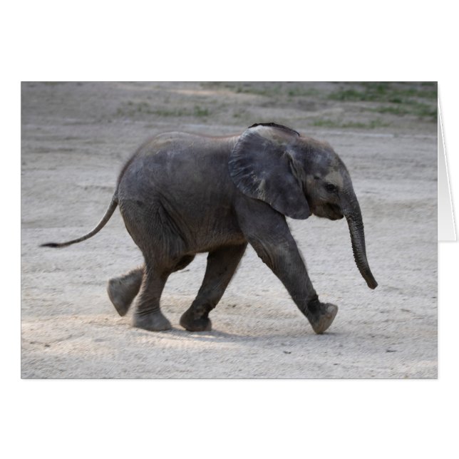 Sweet Baby Elephant Kibali (Vorderseite (Horizontal))