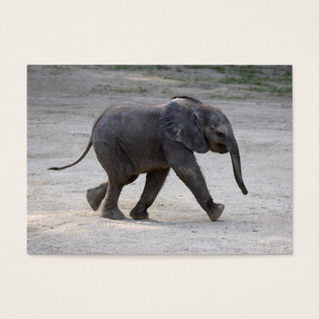 Sweet Baby Elephant Kibali (Vorderseite)