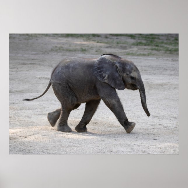 Sweet Baby Elephant Kibali Poster (Vorne)