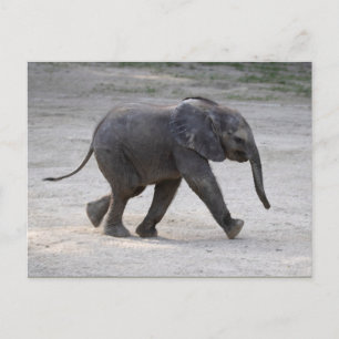 Sweet Baby Elephant Kibali Postkarte