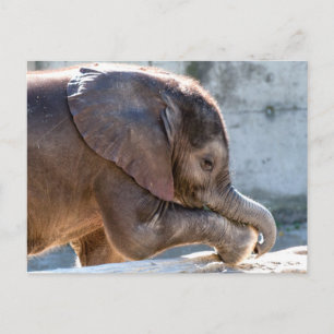 Sweet Baby Elephant Postkarte