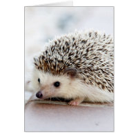 Sweet Baby Igel