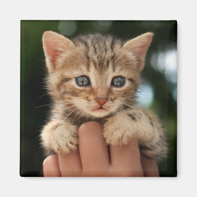 Sweet Baby Kitten Magnet (Vorne)