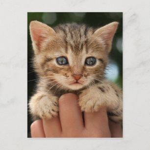 Sweet Baby Kitten Postkarte