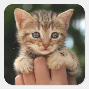 Sweet Baby Kitten Quadratischer Aufkleber
