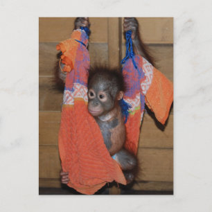 Sweet Baby Orangutan Rescue Postkarte
