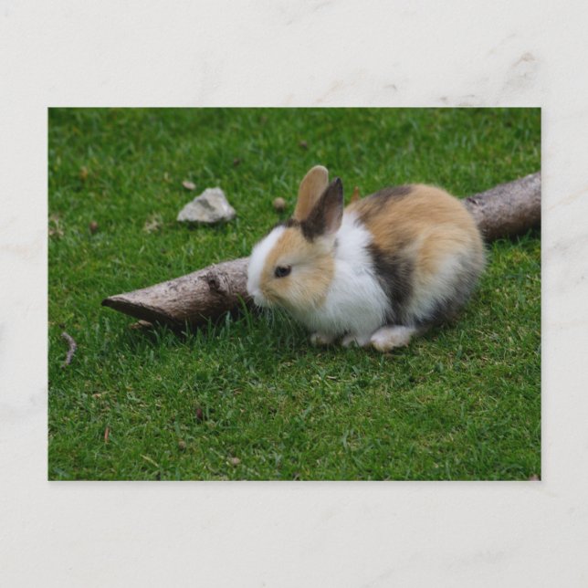 Sweet Baby Rabbit Postkarte (Vorderseite)