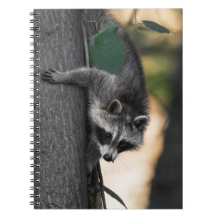 Sweet Baby Raccoon Notizblock