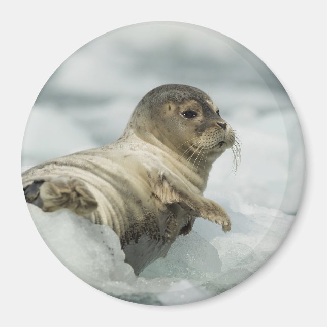 Sweet Baby Siegel Magnet (Vorne)