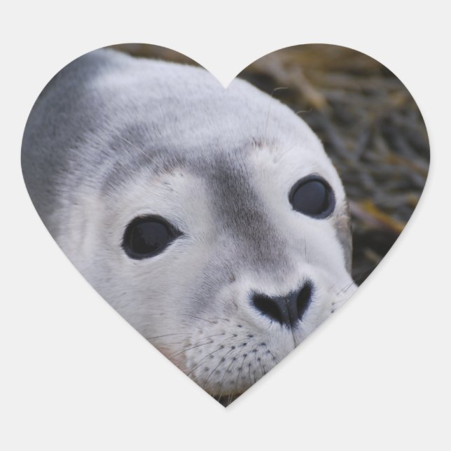 Sweet Baby Siegel Stickers (Vorderseite)