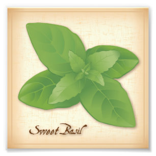 Sweet Basil Herb Foto Print