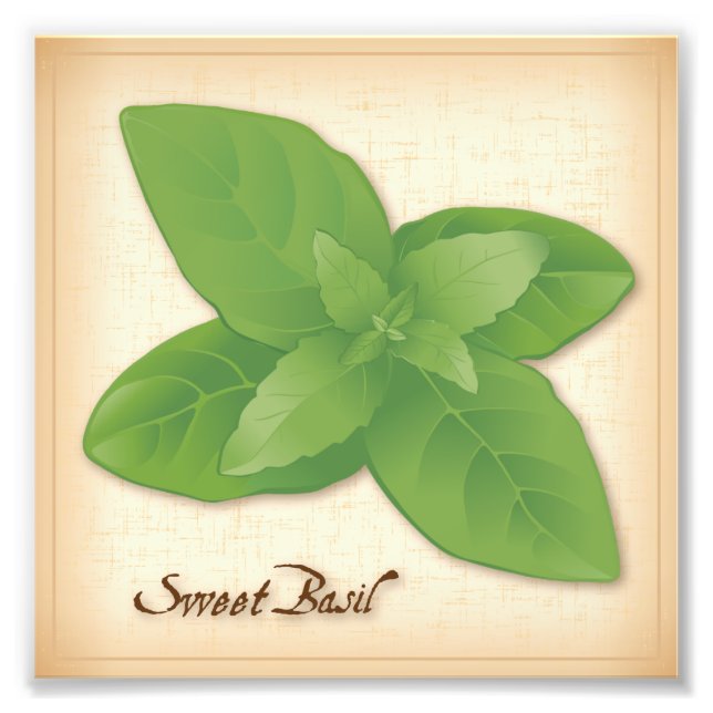 Sweet Basil Herb Foto Print (Vorne)