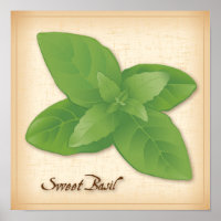 Sweet Basil Herb