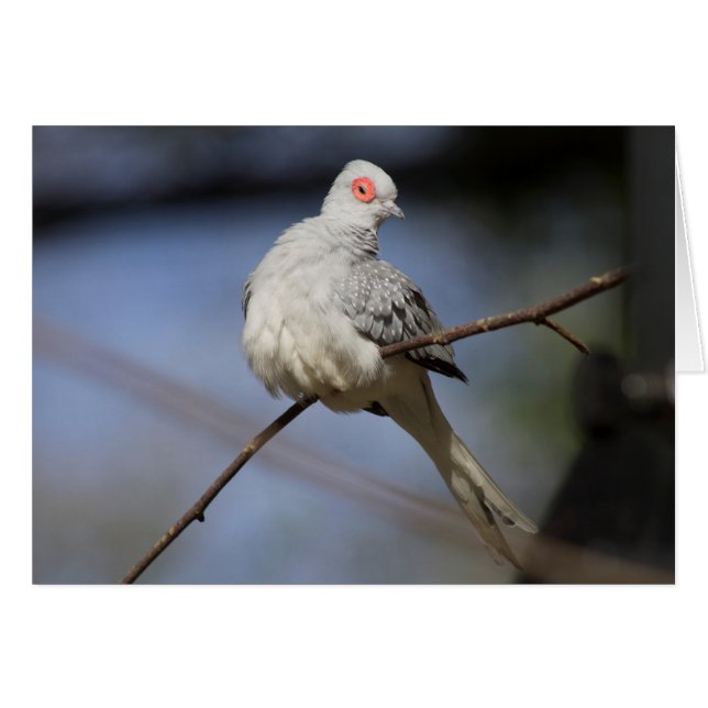 Sweet Beautiful Diamond Dove (Vorderseite (Horizontal))