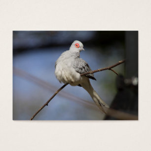 Sweet Beautiful Diamond Dove