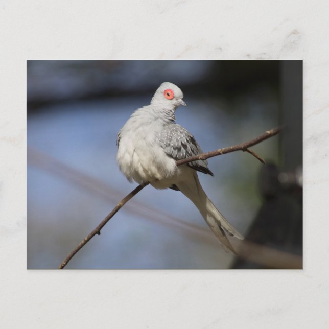 Sweet Beautiful Diamond Dove Postkarte (Vorderseite)
