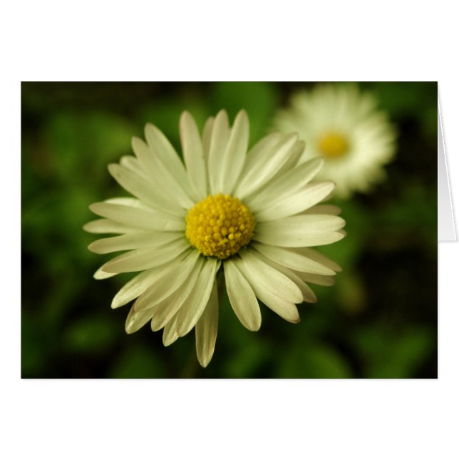 Sweet Beauty Daisy Card (Vorderseite (Horizontal))