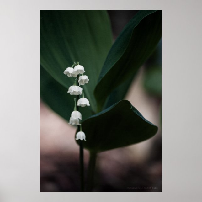 Sweet Bells Print Poster (Vorne)