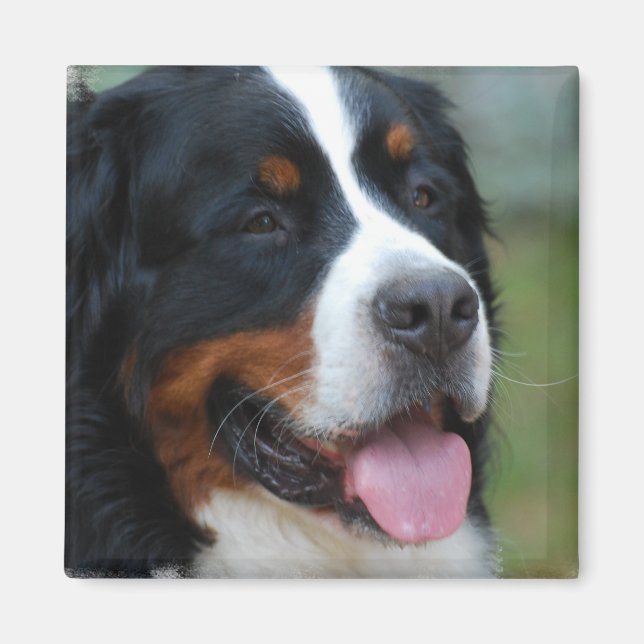 Sweet Bernese Magnet (Vorne)