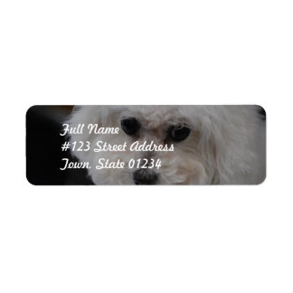 Sweet Bichon Frise