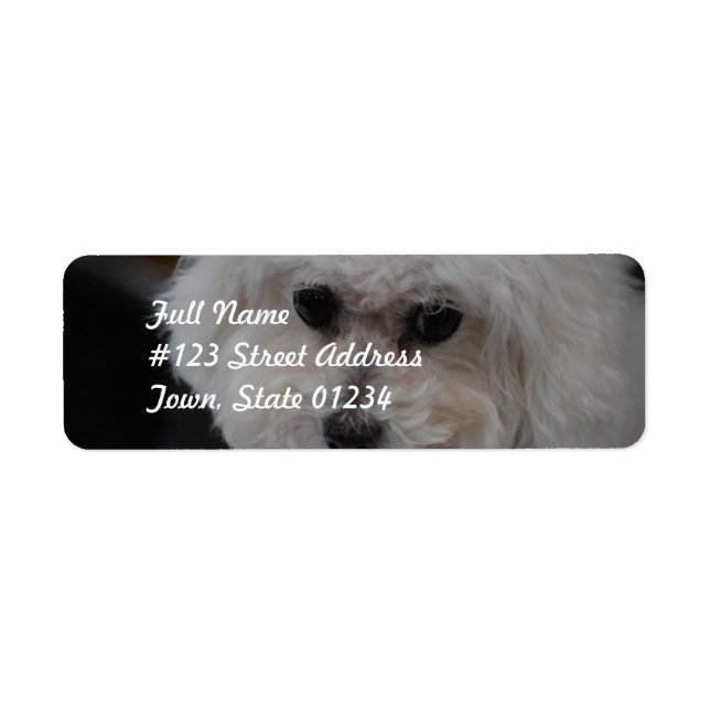 Sweet Bichon Frise (Vorne)