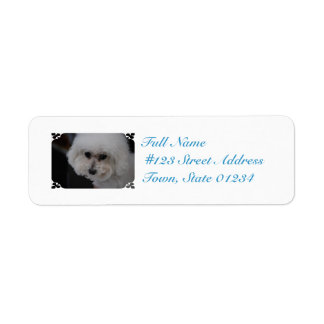 Sweet Bichon Frise