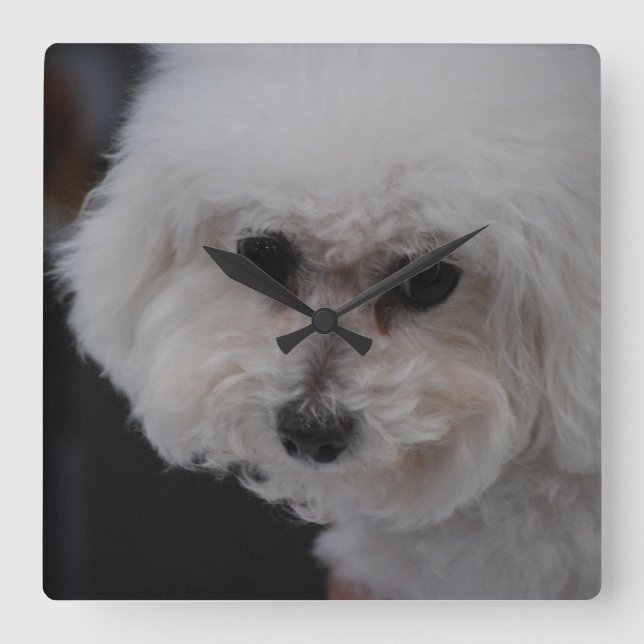 Sweet Bichon Frise Quadratische Wanduhr (Vorderseite)