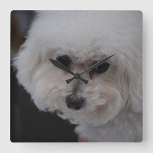 Sweet Bichon Frise Quadratische Wanduhr