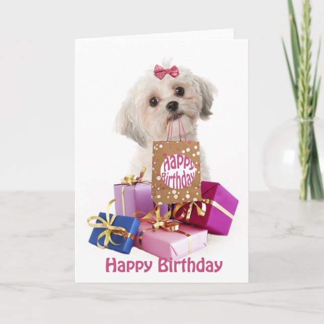 Sweet birthday card dog Maltese and presents Karte (Vorderseite)
