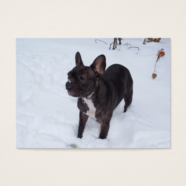 Sweet Black Bulldog Likes Snow (Vorderseite)