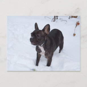 Sweet Black Bulldog Likes Snow Postkarte