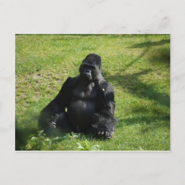 Sweet Black Monkey Gorilla Postkarte (Vorderseite)