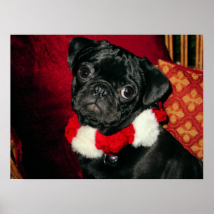 Sweet Black Mops Poster