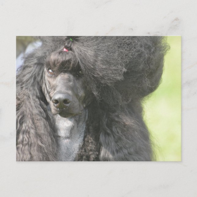 Sweet Black Poodle Postkarte (Vorderseite)