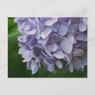 Sweet Blue Hydrangea Blume Foto Postkarte